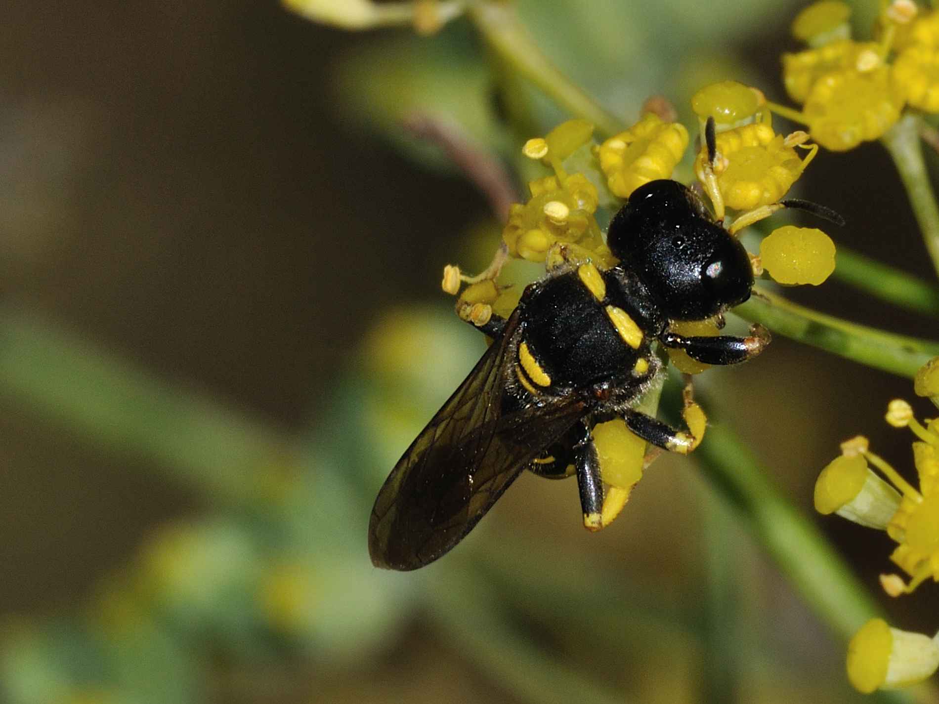 Hymenoptera - Cabronidae - Ectemnius sp?